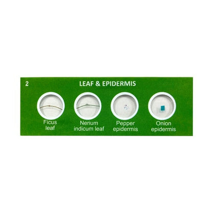 Scout™ Prepared Specimen Slides - ARVRedtech.com | AR & VR Education Technology